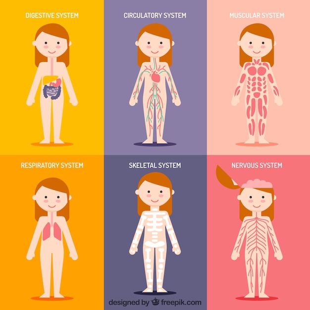 free clipart human body systems - photo #33
