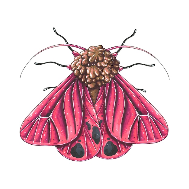 Premium Vector | A night moth with red wings.