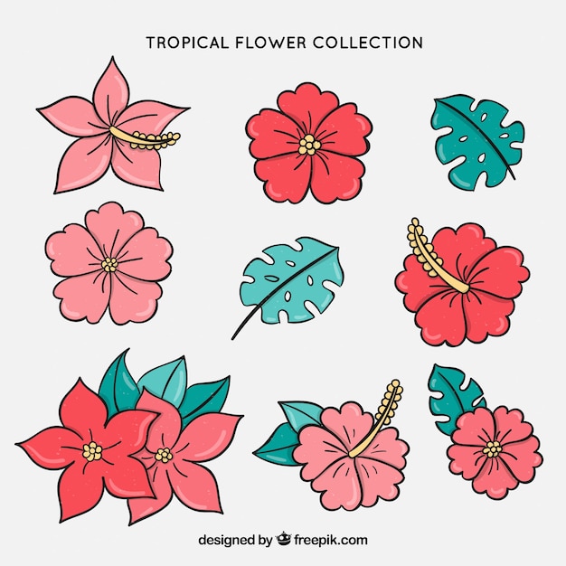 Nine hand drawn tropical flowers and\
leaves
