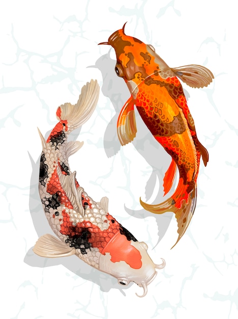 ほとんどのダウンロード 鯉 イラスト かわいい 無料イラスト素材集