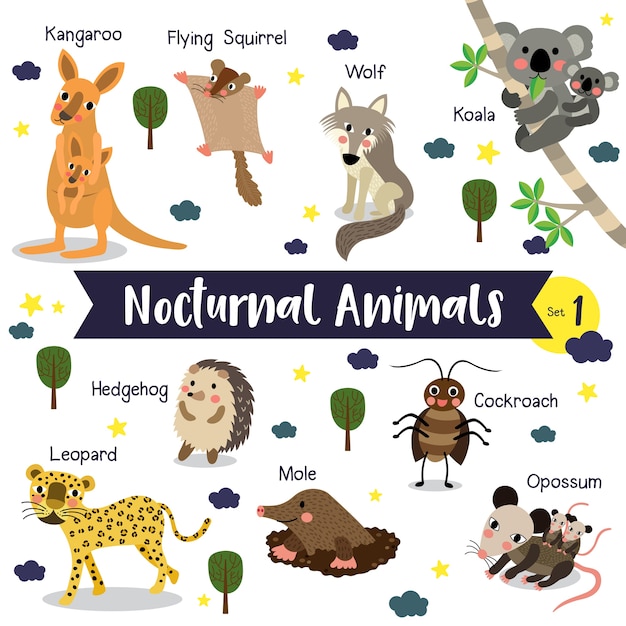 Premium Vector | Nocturnal animal cartoon with animal name