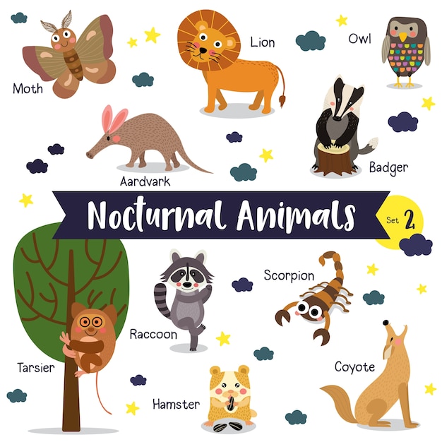 Nocturnal animal cartoon with animal name | Premium Vector