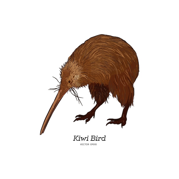 Kiwi Vector Images Free Vectors Stock Photos Psd