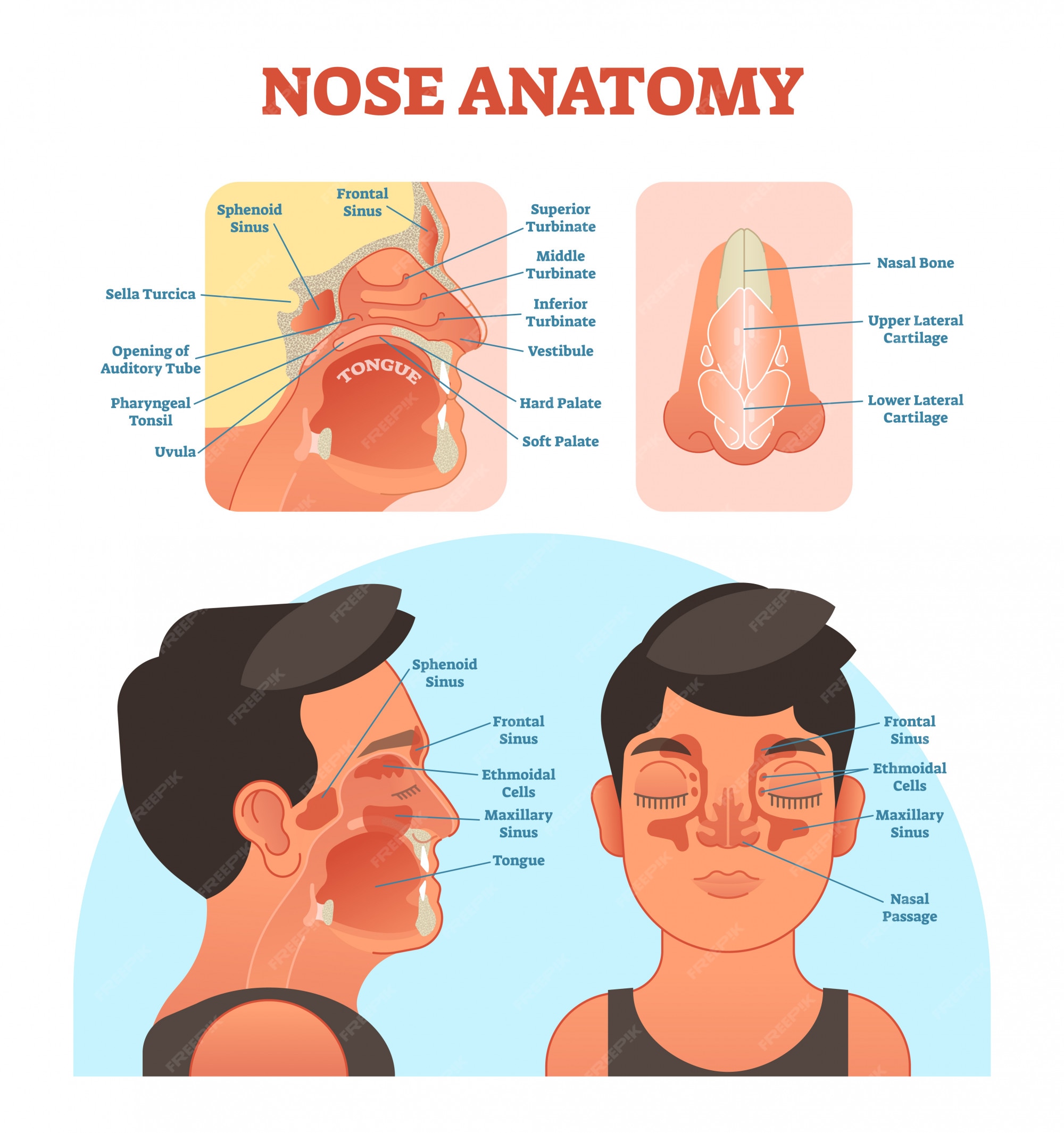 Premium Vector Nose Anatomy Medical Illustration Diagram 4919