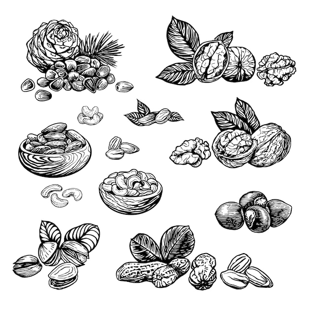  Nut sketch   illustration engraving style. hand drawn nuts walnut hazelnut cashew peanut almond pis