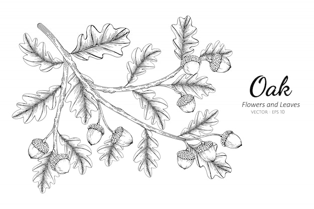 オークナッツと葉の白い背景の線画イラストを描きます プレミアムベクター