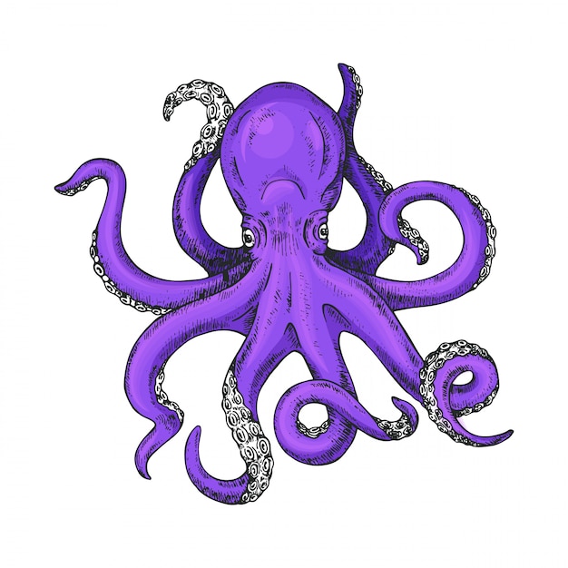 Premium Vector | Octopus Hand Drawn Illustration