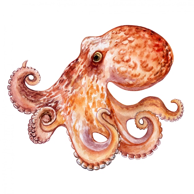 Octopus isolated. watercolor. illustration | Premium Vector