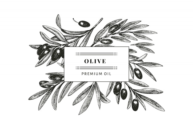 Premium Vector | Olive branch design template. engraved style ...