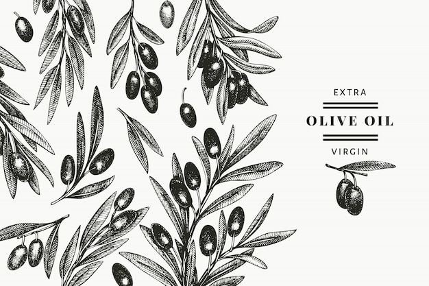 オリーブの枝のデザインテンプレートです 手描きの食べ物イラスト 刻まれたスタイルの地中海の植物 レトロな植物の写真 プレミアムベクター