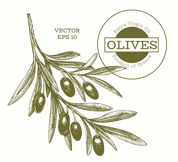 Premium Vector | Olive branch illustration