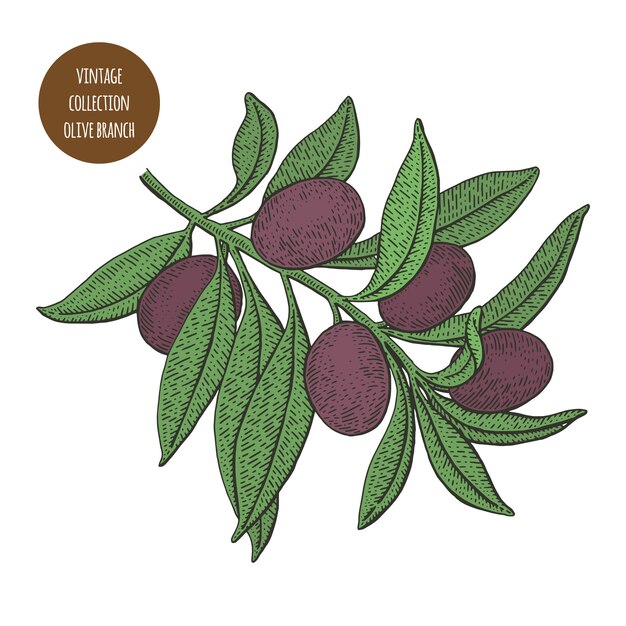 Olive branch with black olives | Premium Vector