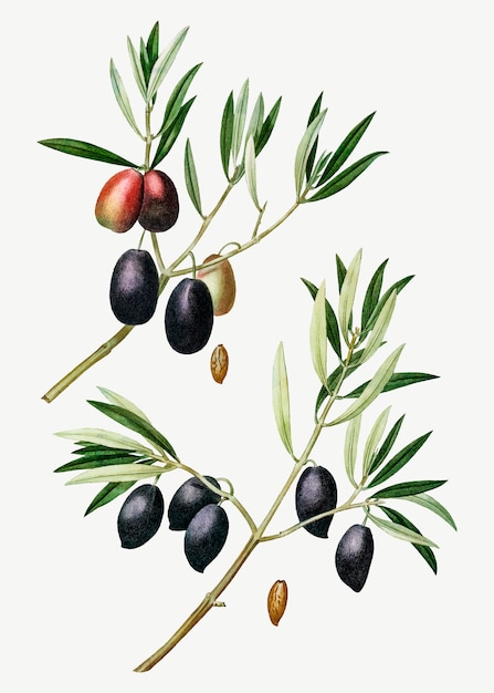 Free Vector | Olive tree branch