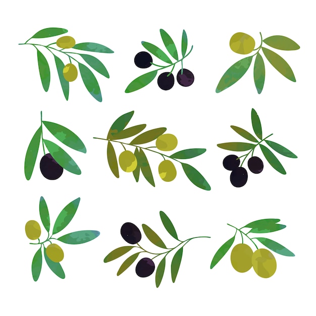 Premium Vector | Olive Tree Branches Set Of Colorful Illustrations