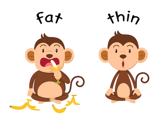 premium-vector-opposite-words-fat-and-thin