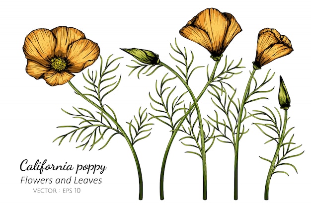 オレンジカリフォルニアポピーの花と葉のイラストを描く プレミアムベクター