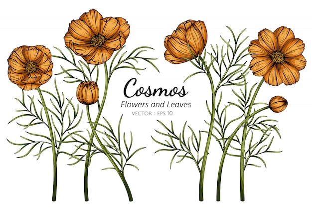 オレンジ色のコスモスの花と葉の白い背景のラインアートとイラストを描きます プレミアムベクター