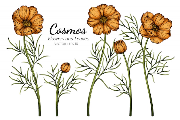 オレンジ色のコスモスの花と葉のイラストを描く プレミアムベクター
