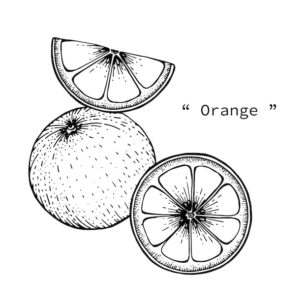 オレンジフルーツ手描きのラインアートで描くイラスト プレミアムベクター