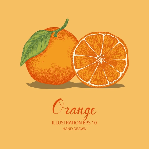 オレンジ色の手描きの果物イラスト プレミアムベクター