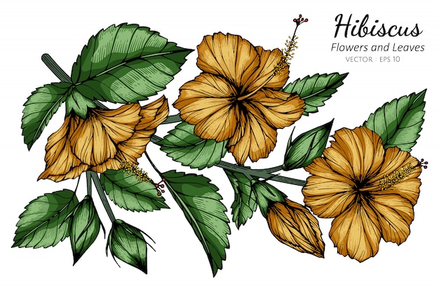 オレンジ色のハイビスカスの花と葉のイラストを描く プレミアムベクター