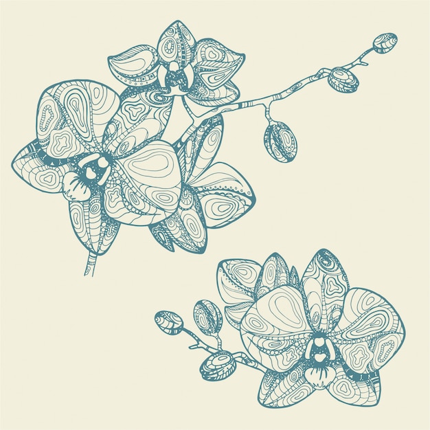 蘭の花装飾手描きのイラスト プレミアムベクター