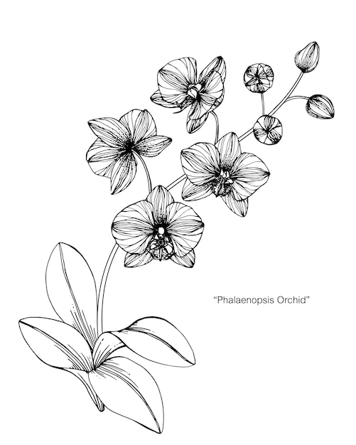 蘭の花を描くイラスト プレミアムベクター