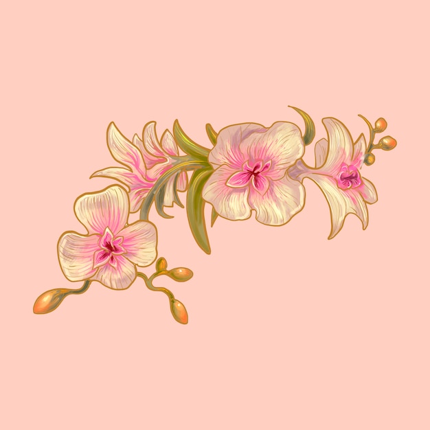 蘭の花のイラスト プレミアムベクター