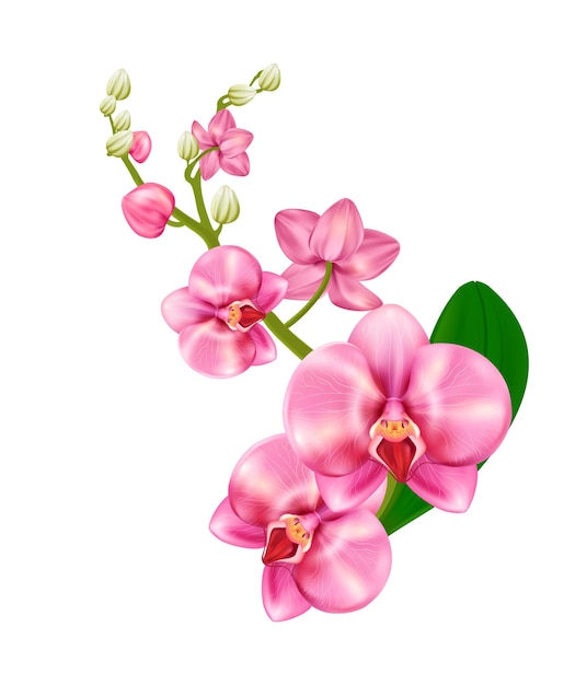 ピンク色のリアルなスタイルの蘭 白い背景で隔離 胡蝶蘭 顕花植物 観葉植物 ベクトルイラスト プレミアムベクター