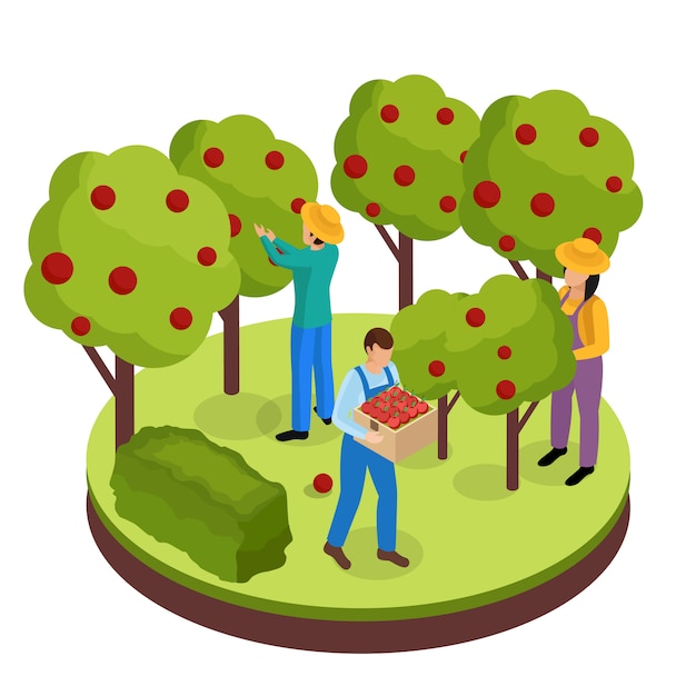 Ordinary farmers life isometric composition with three green space workers collecting fruits from surrounding trees Free Vector