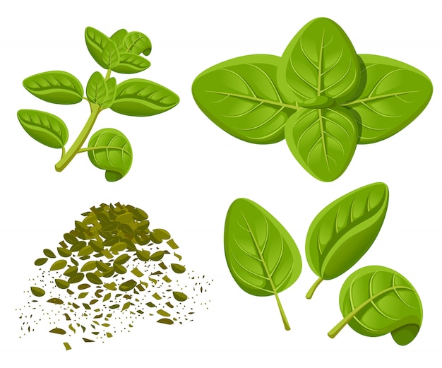 Premium Vector Oregano set drawing. oregano plant with leaves. herbal