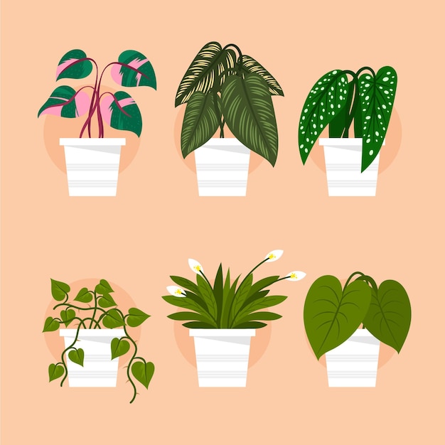 Premium Vector Organic Flat Houseplant Collection