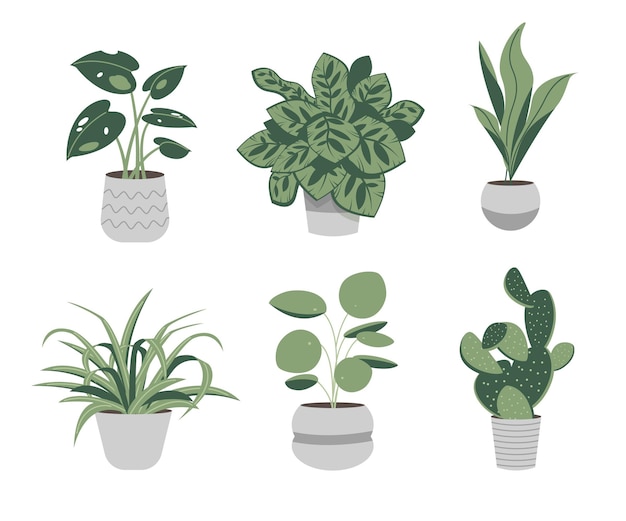 Premium Vector | Organic flat houseplant collection