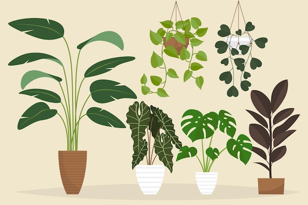 Organic flat houseplant collection Free Vector