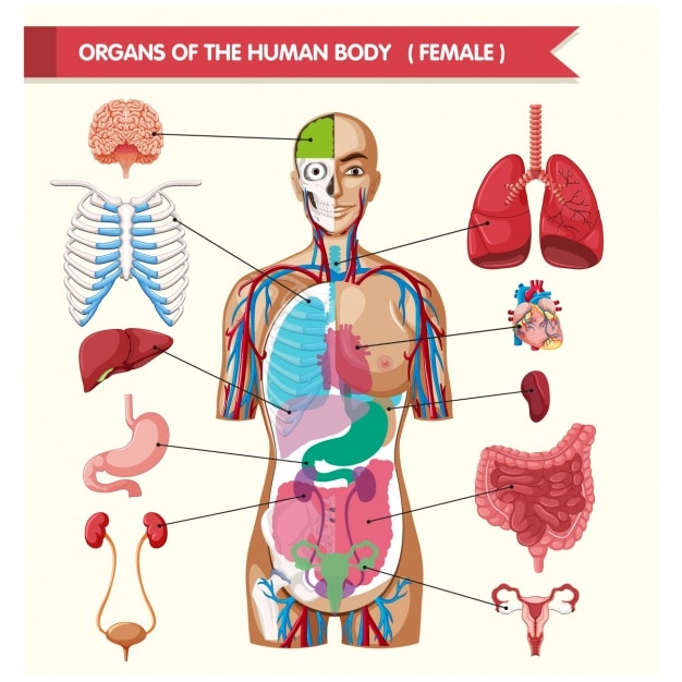 Premium Vector Organs Of The Human Body