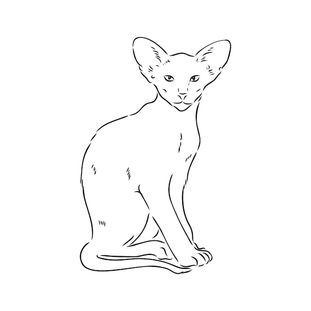 Premium Vector | Oriental shorthair cat hand drawn style print vector ...