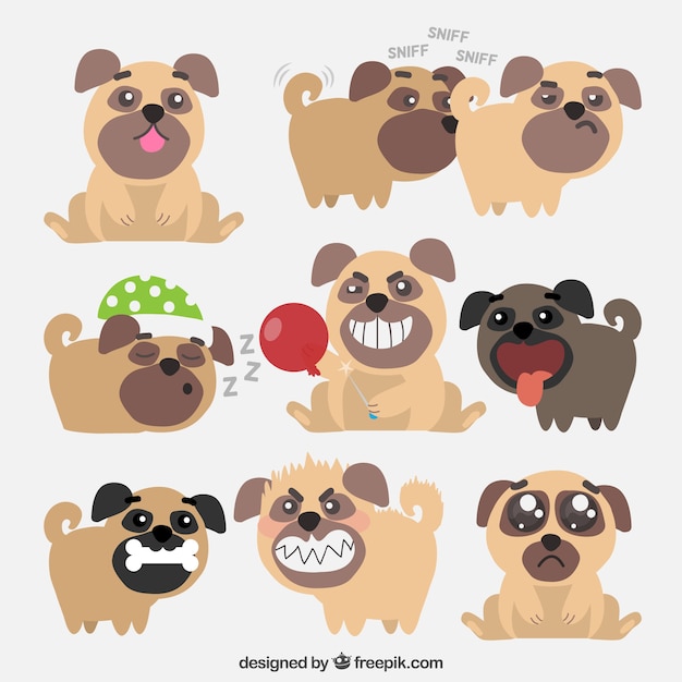 Original variety of funny pugs