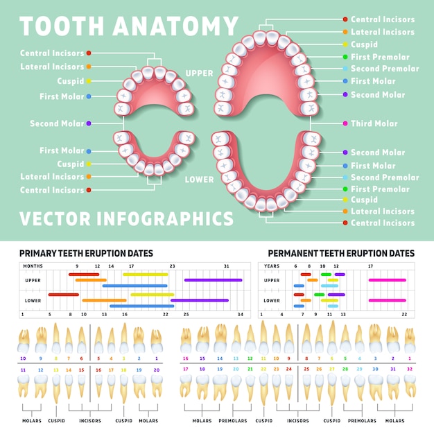 Orthodontist Human Tooth Anatomy Infographics With Teeth Diagrams