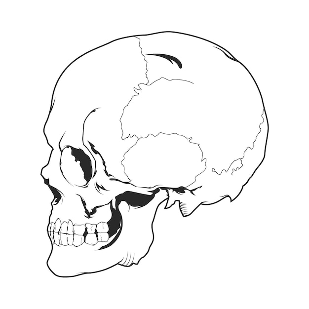 Premium Vector | Outline skull