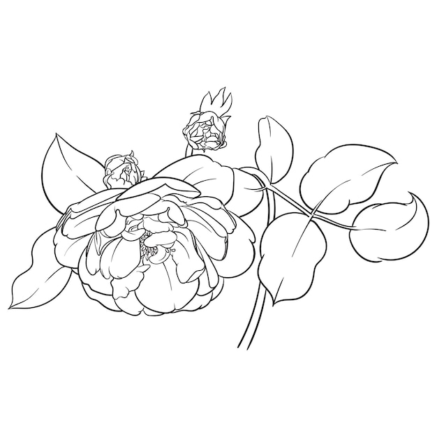 Premium Vector | Outline vector illustration of rose flower black and ...