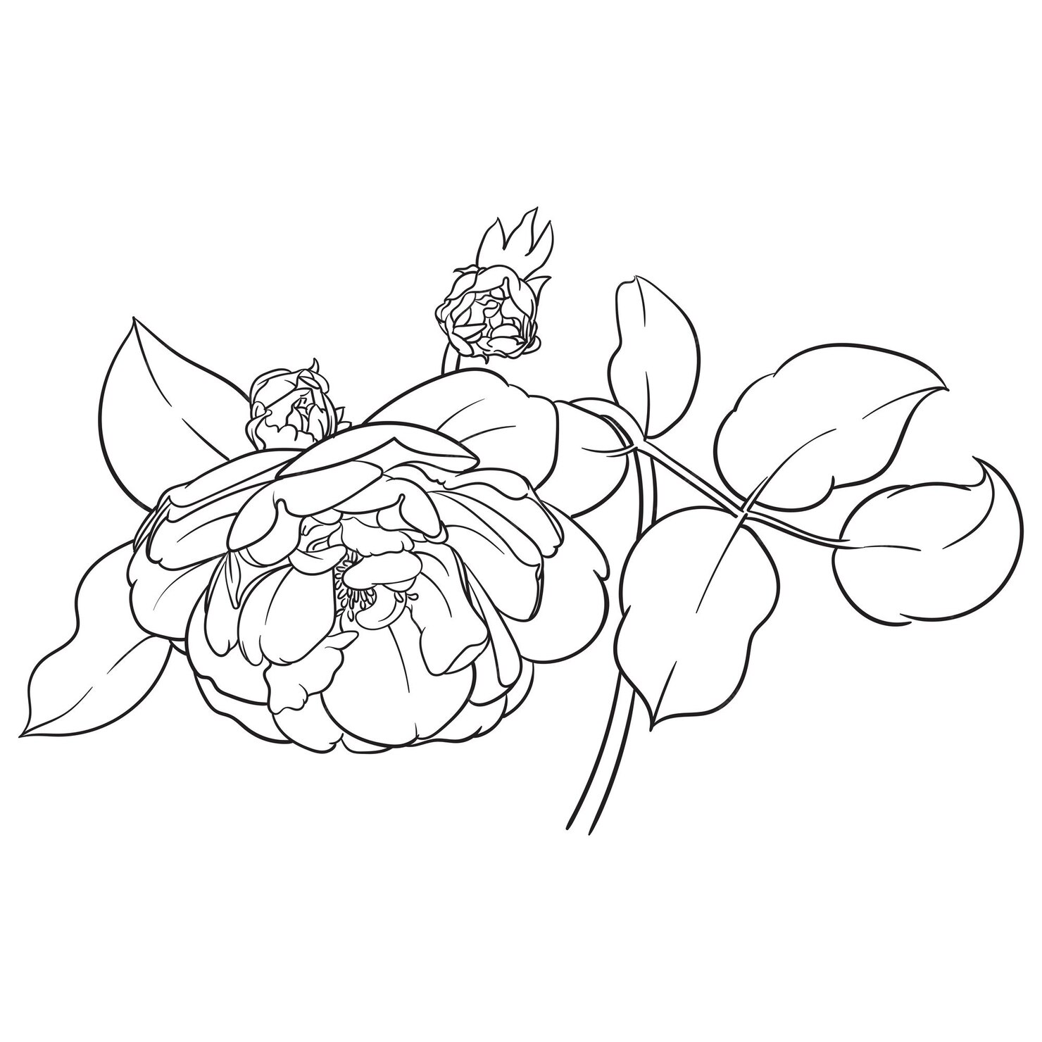 Premium Vector | Outline vector illustration of rose flower black and ...