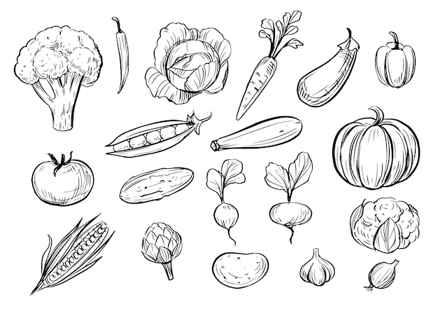 Premium Vector | Outline vegetables. doodle illustration.