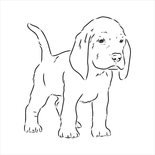 Premium Vector | Outlined beagle dog head vector illustration beagle ...