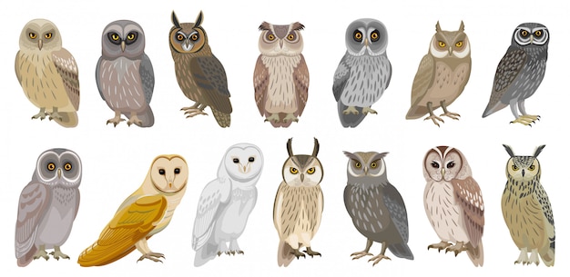 Premium Vector Owl Bird Cartoon Set Illustration Of Icon Set Icon Of Animal Owl Isolated Cartoon Collection Illustration Of Bird On White Background