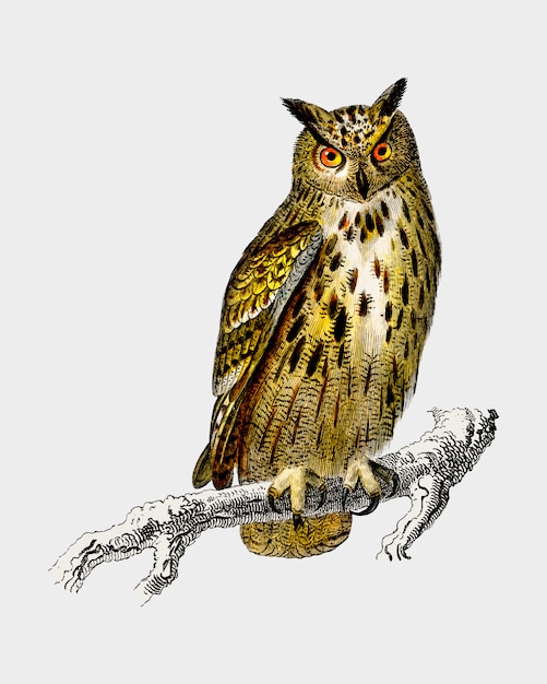 Download Owl Vector | Free Download