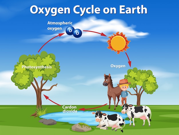 Premium Vector | Oxygen cycle on earth