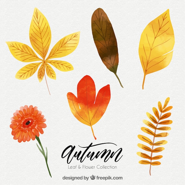 Download Pack of autumn leaves watercolor Vector | Free Download