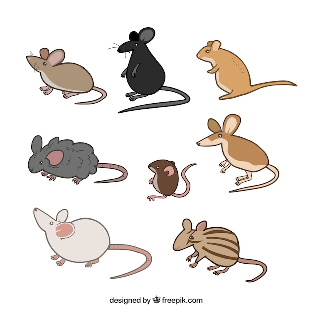 Download Pack of cute mice breeds Vector | Free Download