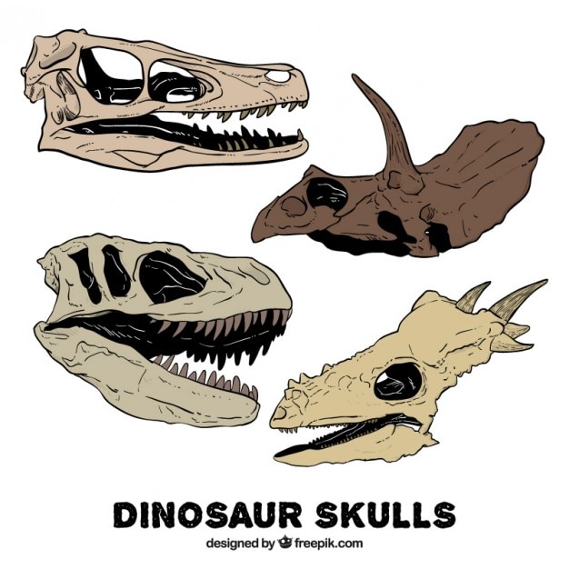 dinosaur skulls