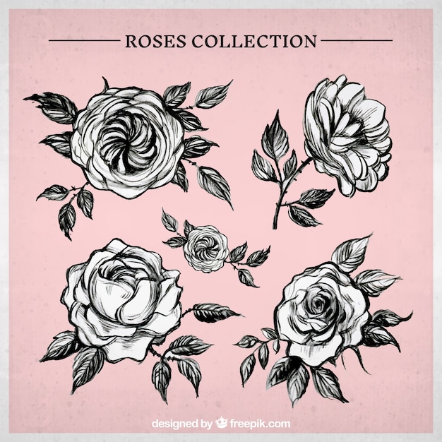 free hand drawn rose illustrations jpg free download